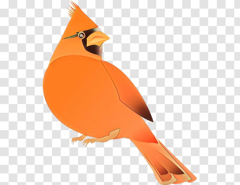 Orange - Bird - Perching Cardinal Transparent PNG