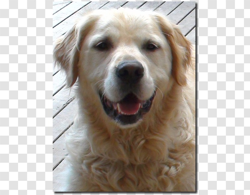 Golden Retriever Dog Breed Companion Sporting Group Transparent PNG