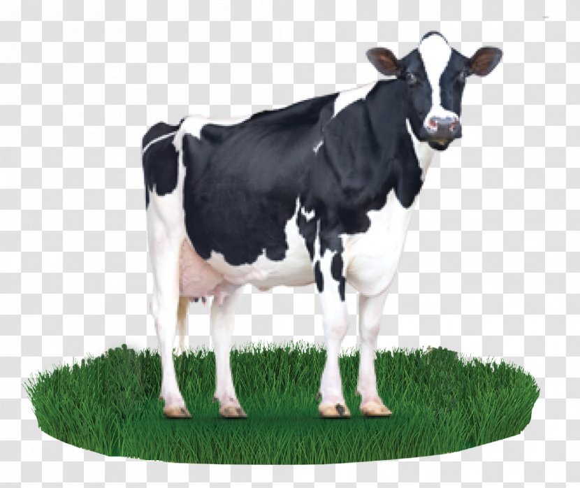 Holstein Friesian Cattle Milk Cargill Dairy Feeding - Calf Transparent PNG