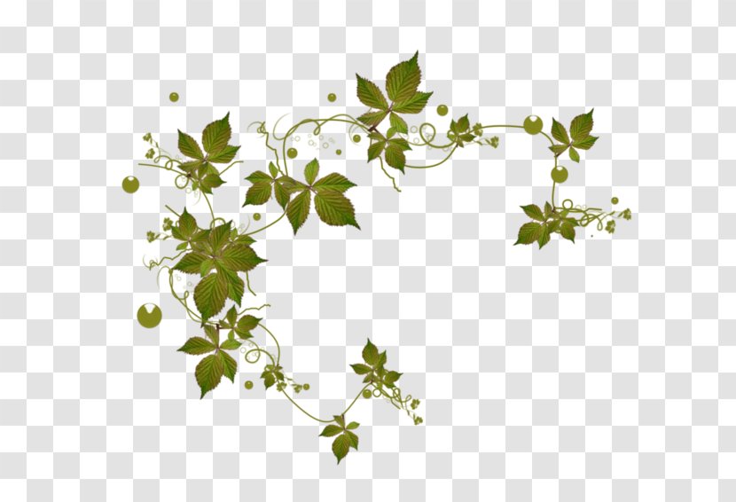 Desktop Wallpaper Leaf Clip Art - Flowering Plant - Flower Vine Swing Transparent PNG