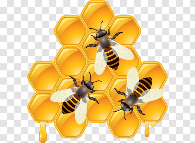 Bee Drawing Honeycomb - Royaltyfree - Clipart Transparent PNG