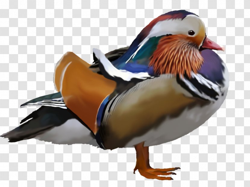 Mandarin Duck Water Bird Anatidae - DUCK Transparent PNG