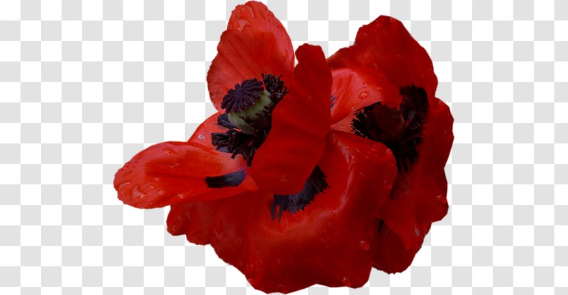 Common Poppy Flower Clip Art - Coquelicot Transparent PNG
