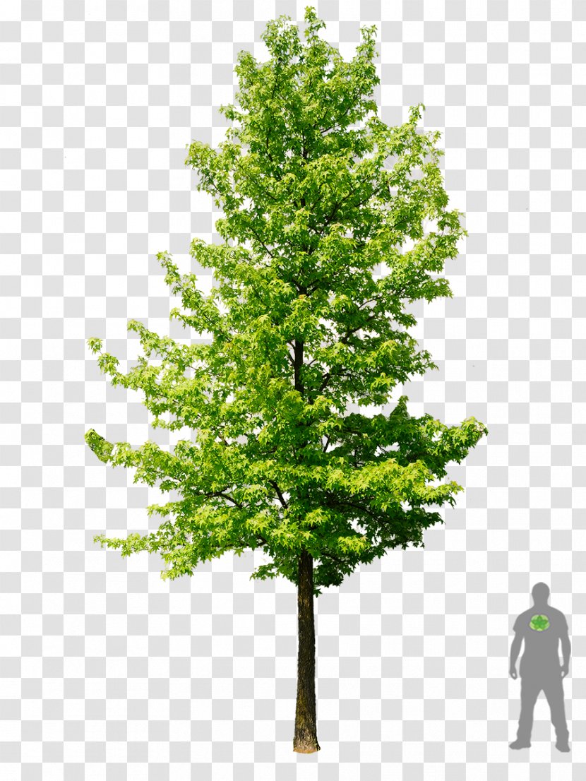 American Sweetgum Acer Ginnala Tree Plant Autumn Leaf Color - Maple - Boom Transparent PNG