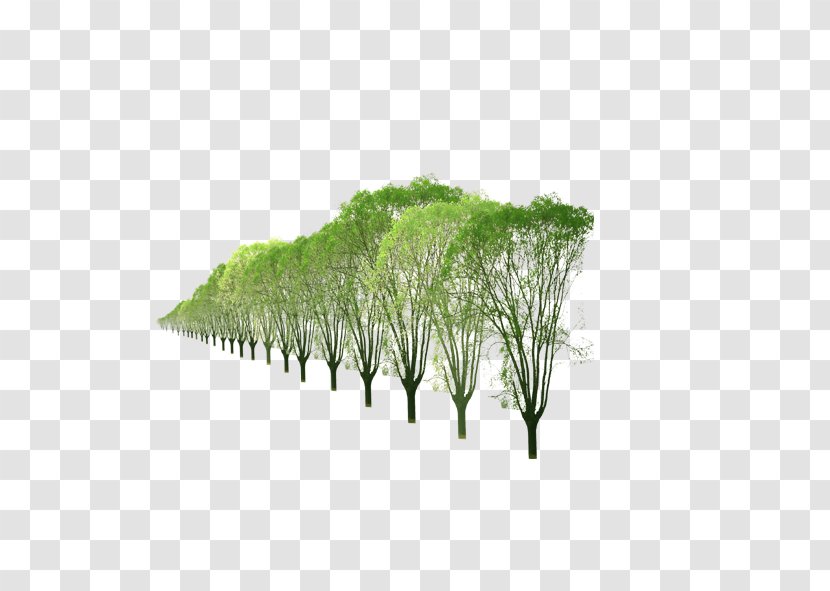 Row Computer File - Organism - A Of Trees Transparent PNG