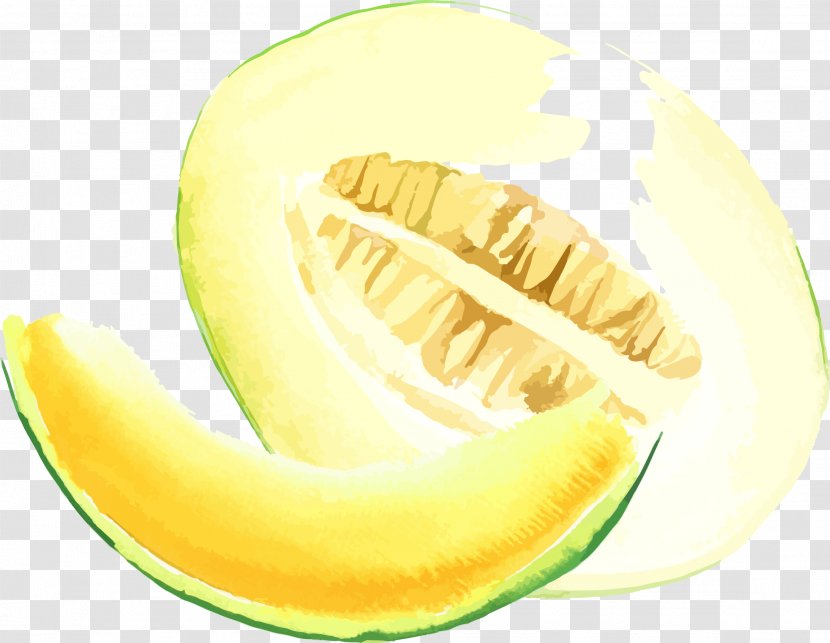 Galia Melon Cantaloupe Honeydew - Superfood - Watercolor Painting Transparent PNG