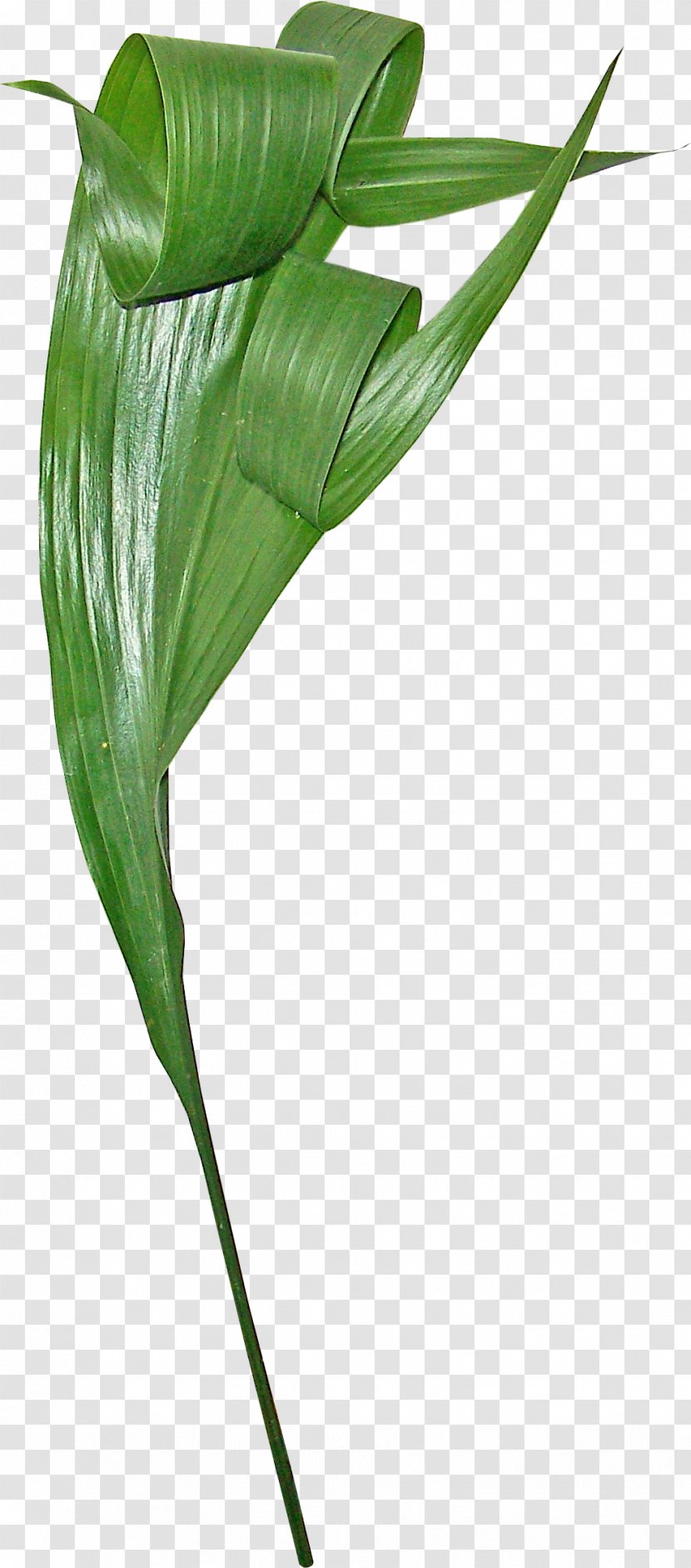 Gratis Euclidean Vector Leaf - Flower - Rolled Bamboo Leaves Transparent PNG