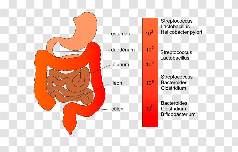 Gut Flora Intestine Lactobacillus Bacteria - Silhouette - Gastroenterology Transparent PNG