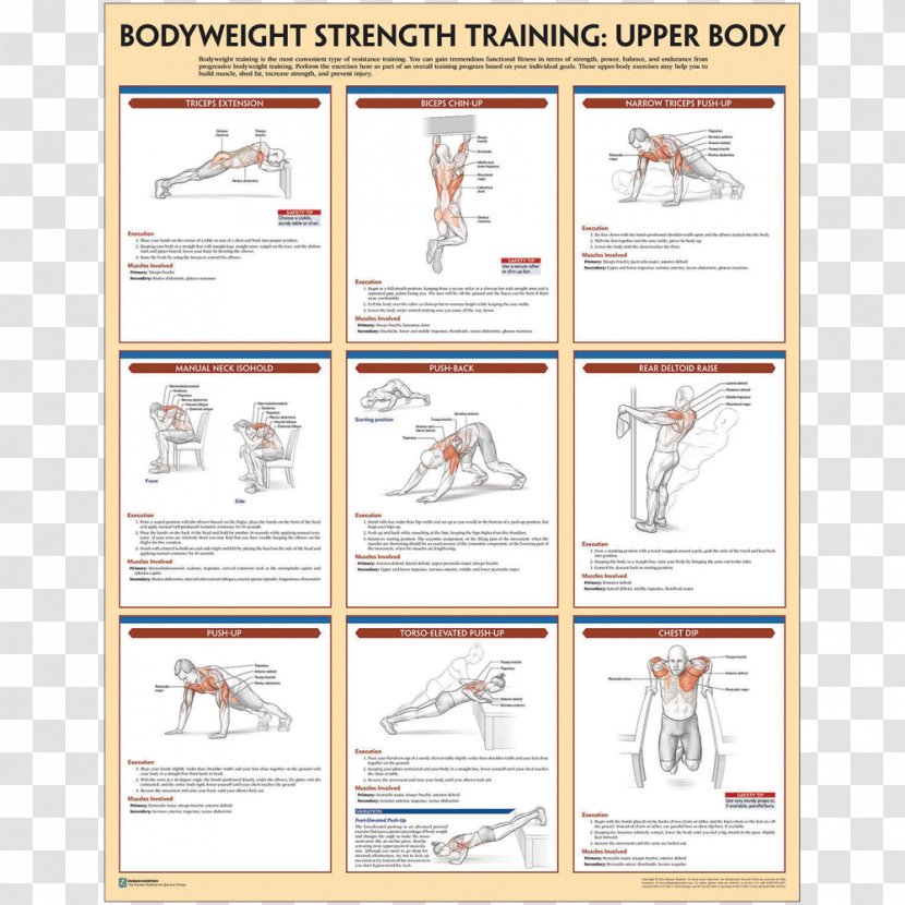 Strength Training Anatomy Bodyweight Exercise Weight - Physical - Area Transparent PNG