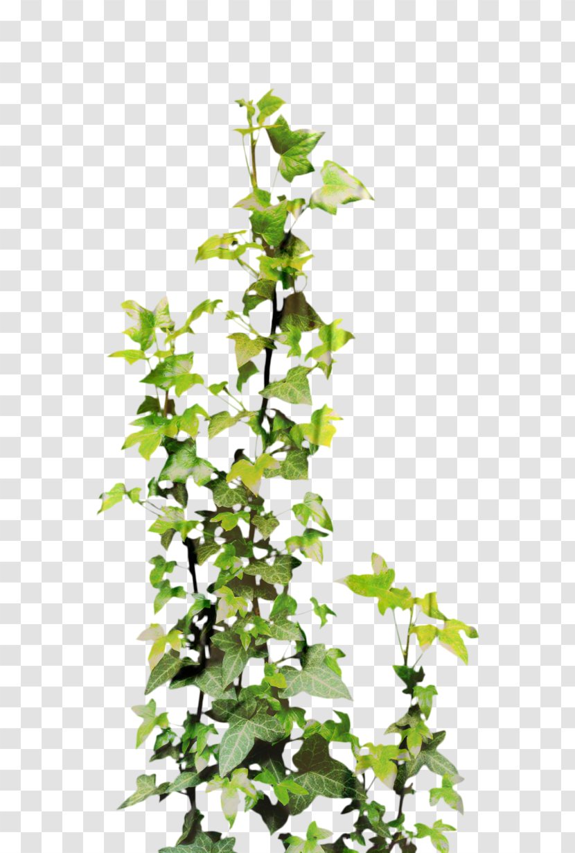 Vine Clip Art Plants Common Ivy - Devils - Houseplant Transparent PNG