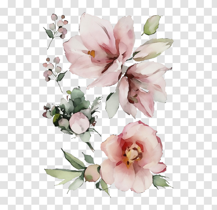 Flower Pink Petal Plant Cut Flowers Transparent PNG