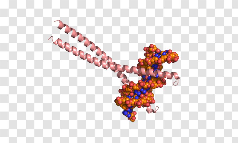CEBPB Ccaat-enhancer-binding Proteins Histone Acetyltransferase CEBPA Structure - Fashion Accessory - Bzip Domain Transparent PNG