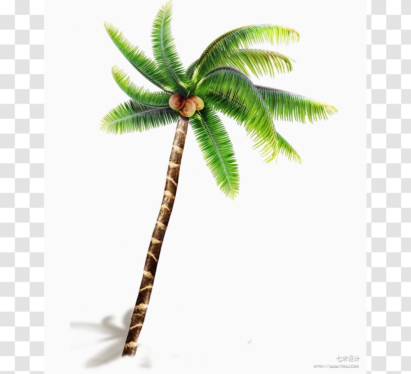 Coconut Arecaceae Tree Price Wind Wave - Plant Stem Transparent PNG