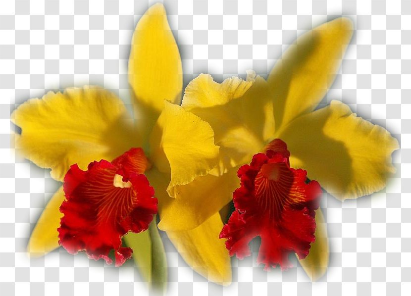 Moth Orchids Flower Plant Diary - Orchid - Creative Floral Patterns Painted Decorative Pictures Transparent PNG