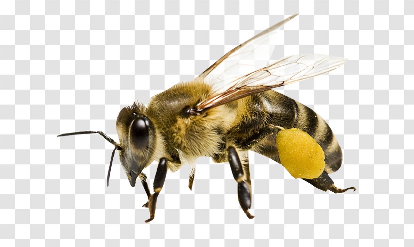 Honey Bee Maya Honeycomb - Pest - Bees Transparent PNG