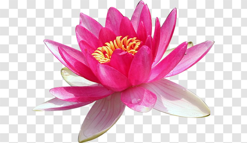 Nelumbo Nucifera - Pink - Fairy Tale Flower Transparent PNG