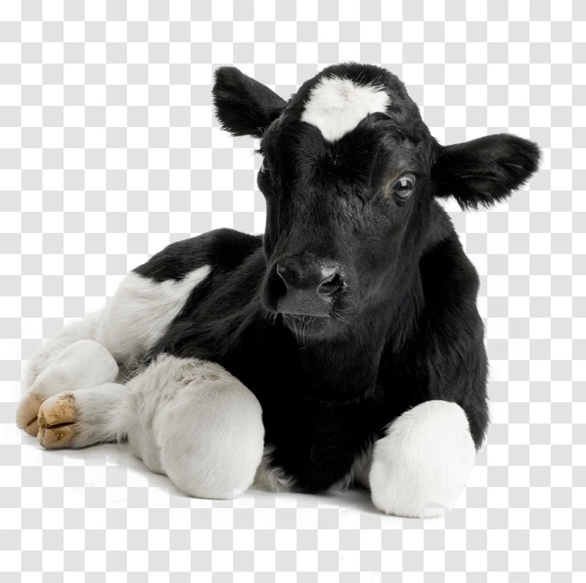 Calf Hereford Cattle Sheep Livestock Dehorning Stock Photography - Dairy Cow Transparent PNG