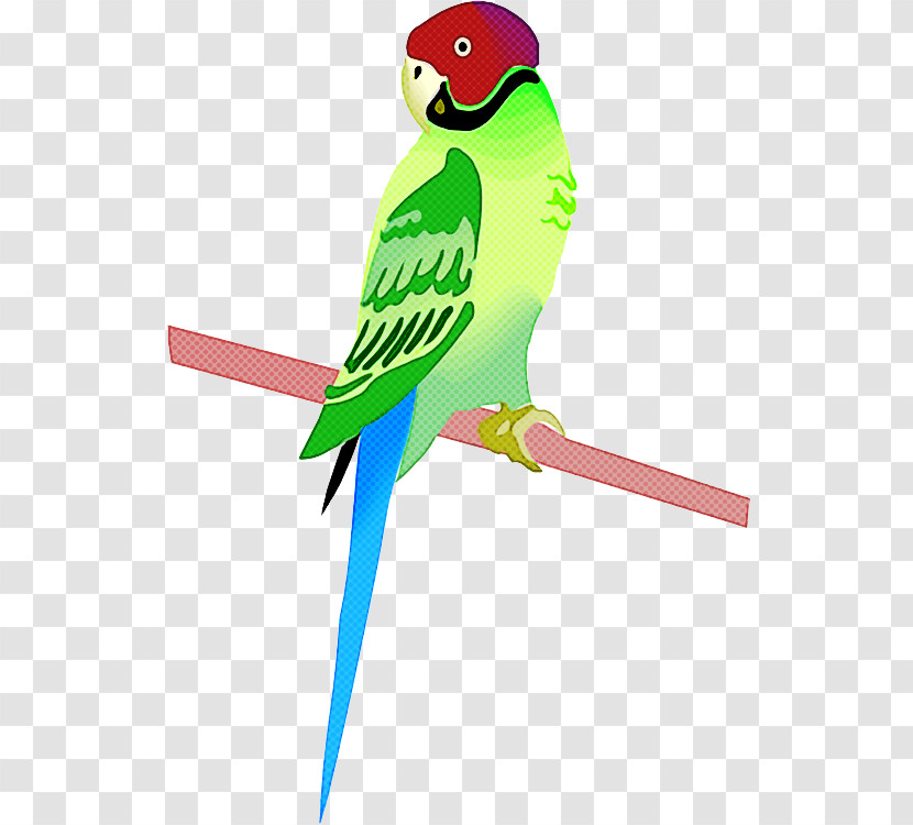 Bird Parakeet Parrot Budgie Beak Transparent PNG