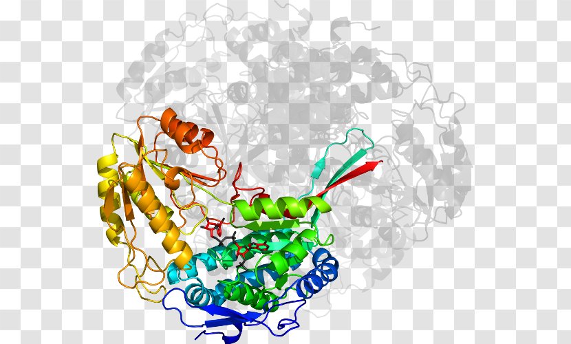 Clip Art Line Point - Area - Succinate Dehydrogenase Transparent PNG