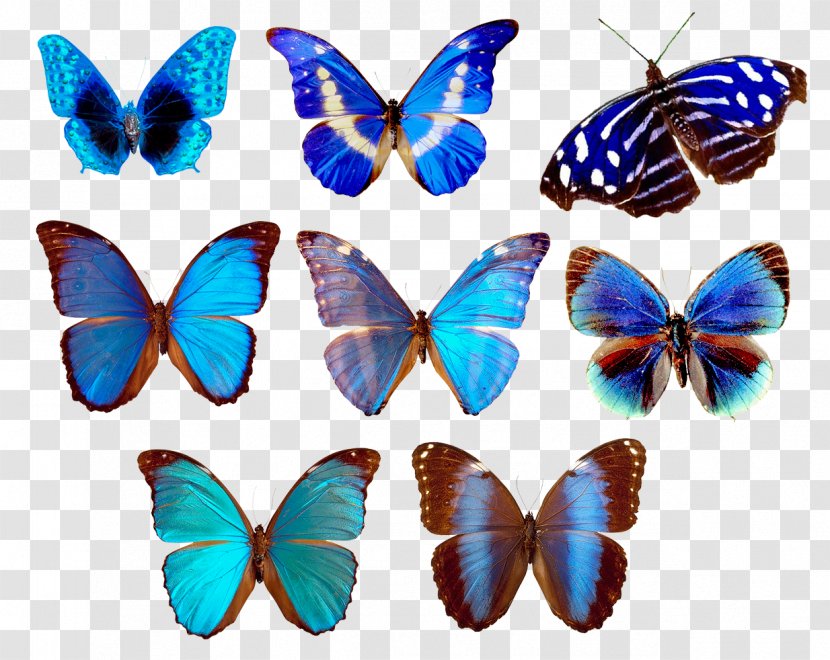 Clip Art - Archive File - Butterfly Border Transparent PNG