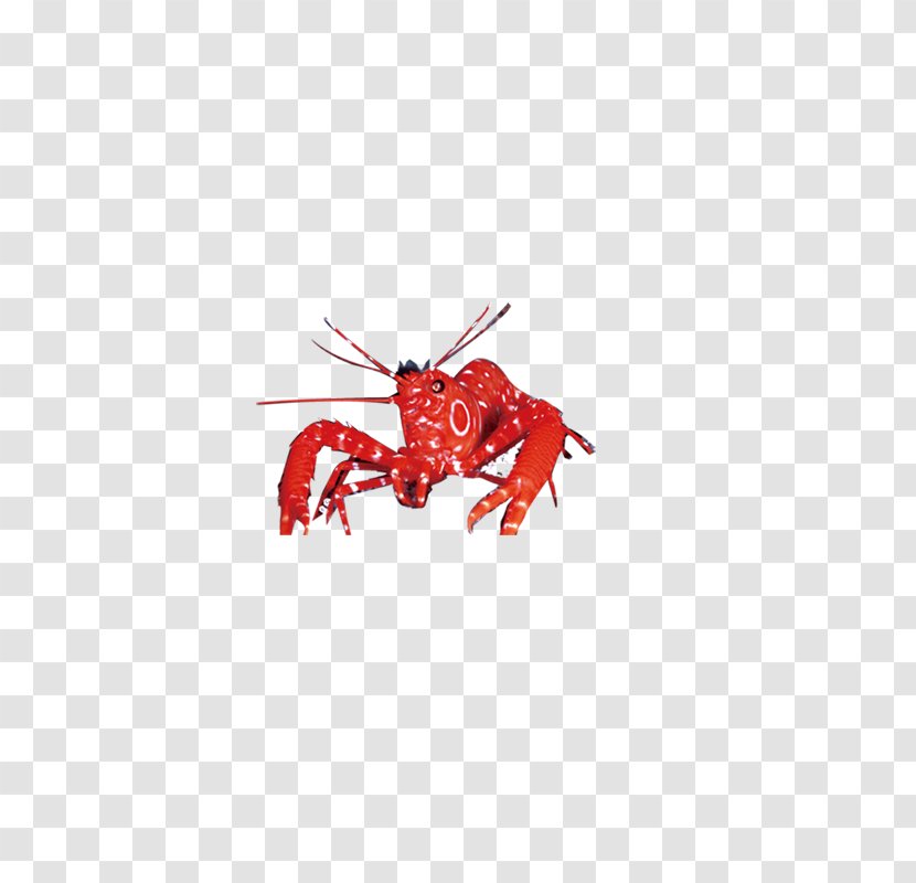 Lobster Decapoda Palinurus Elephas - Invertebrate Transparent PNG