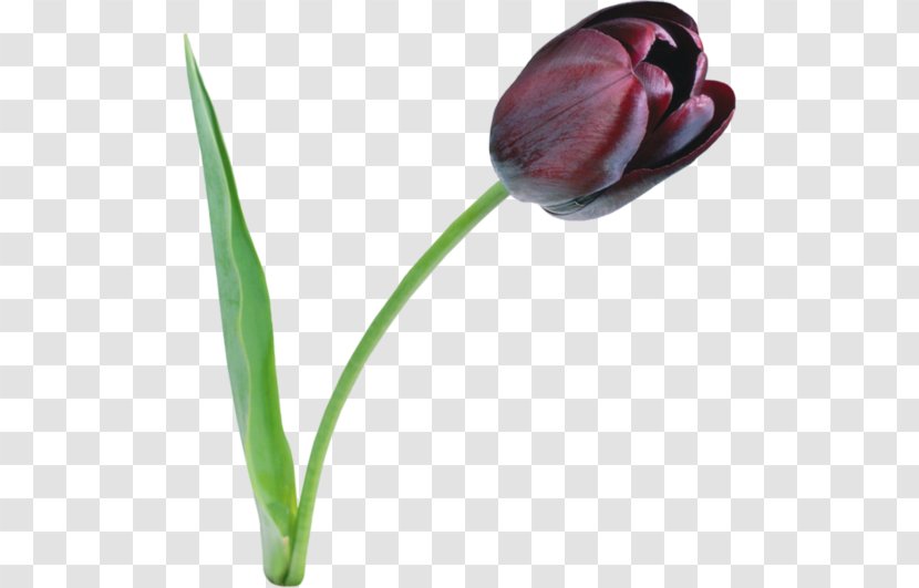 The Black Tulip Clip Art - Flowering Plant Transparent PNG