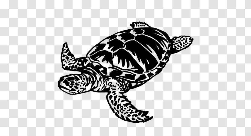 Loggerhead Sea Turtle Terrapene Home's Hinge-back Tortoise - Endangered Species Transparent PNG