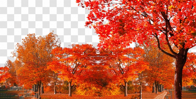 Maple Leaf Shulin District Autumn Tree - Color Transparent PNG