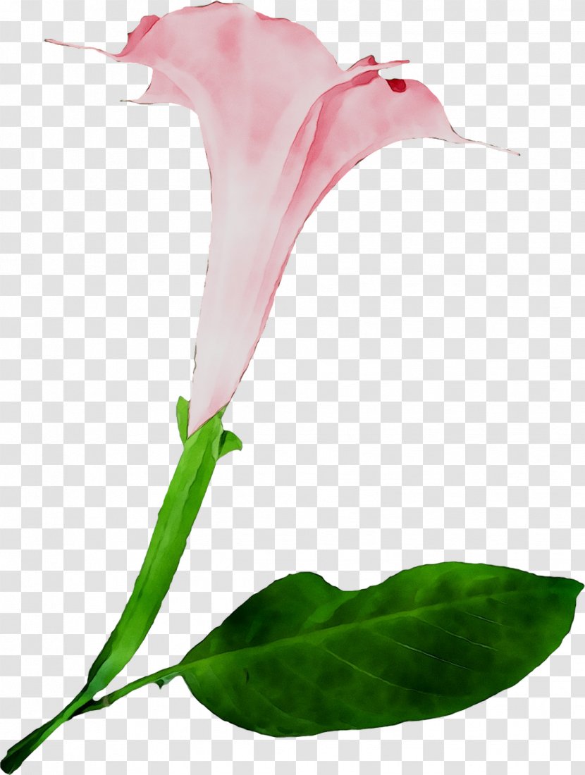 Arum Lilies Cut Flowers Bud Plant Stem Rose Family - Morning Glory - Petal Transparent PNG