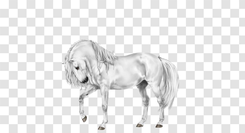Halter Mustang Stallion Bridle Sketch - Horse Transparent PNG