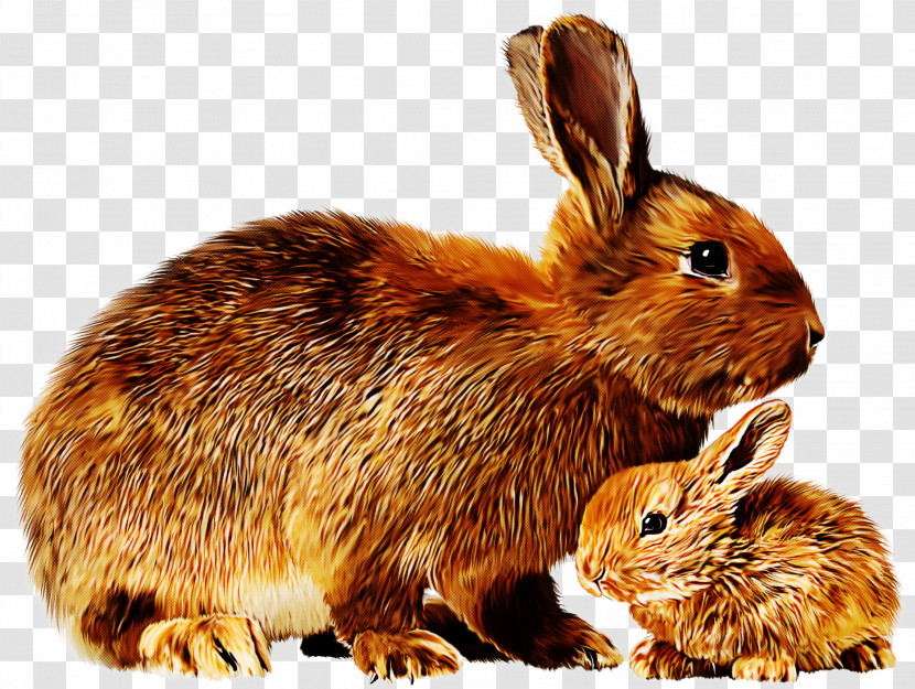 Rabbit Mountain Cottontail Rabbits And Hares Hare Lower Keys Marsh Rabbit Transparent PNG