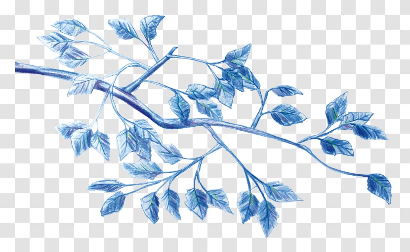 /m/02csf Cooperativa Obrera Leaf Plant Stem Drawing - Flora - Quinto Transparent PNG