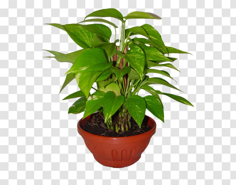Houseplant Flowerpot Ornamental Plant - Monstera Transparent PNG