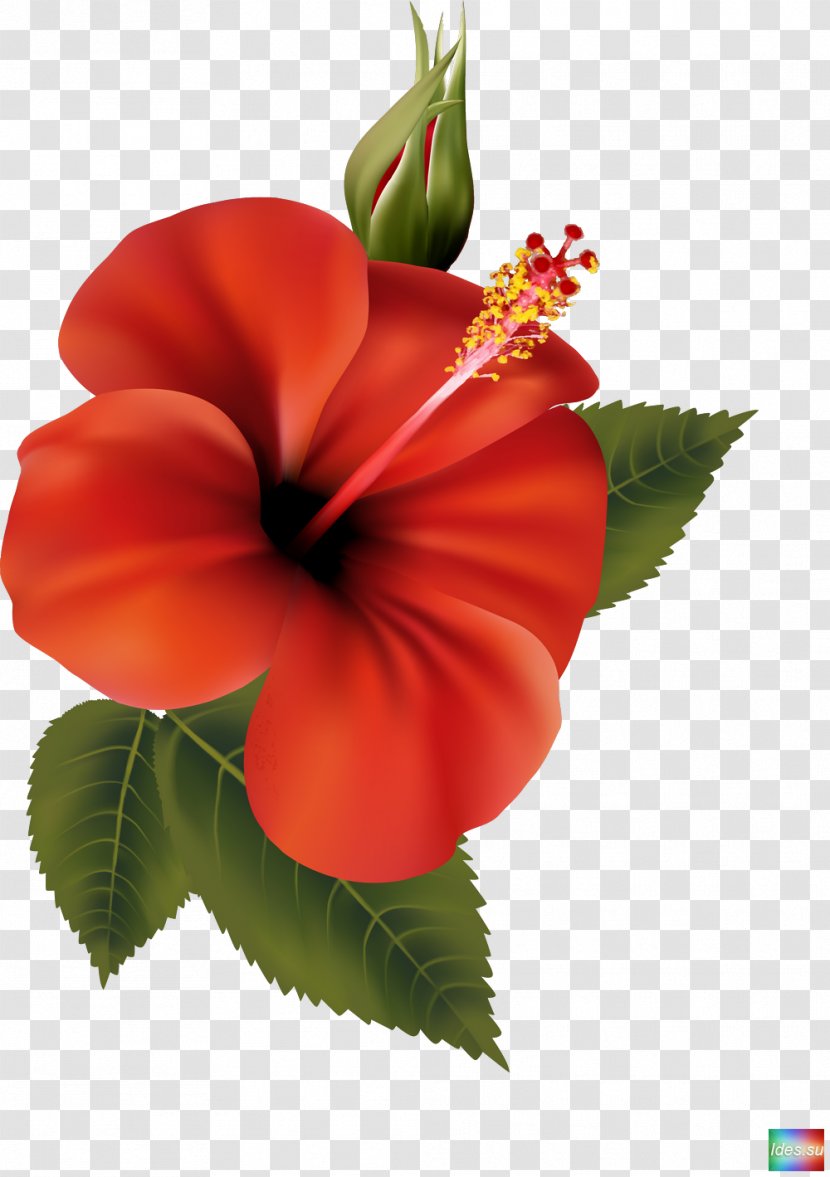 Hibiscus Flower - Plant - China Rose Transparent PNG