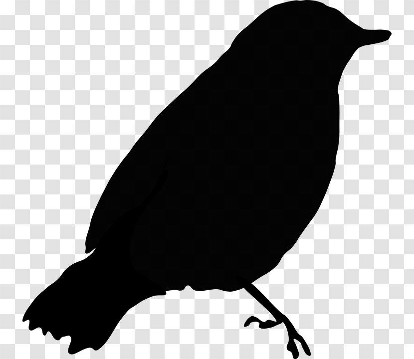 Common Blackbird Clip Art - Bird Nest - Vogelschwarz Transparent PNG