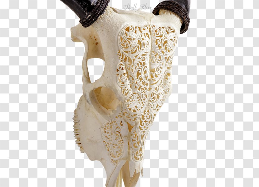 Animal Skulls XL Horns Cattle - Horn - Skull Transparent PNG