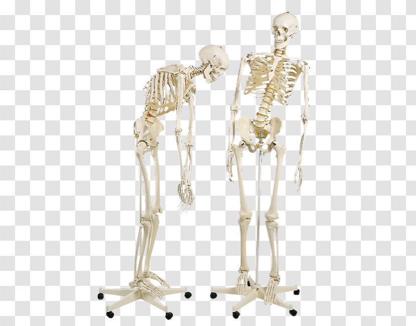Human Skeleton Anatomy Science Vertebral Column - Shoulder Girdle - Bones Transparent PNG