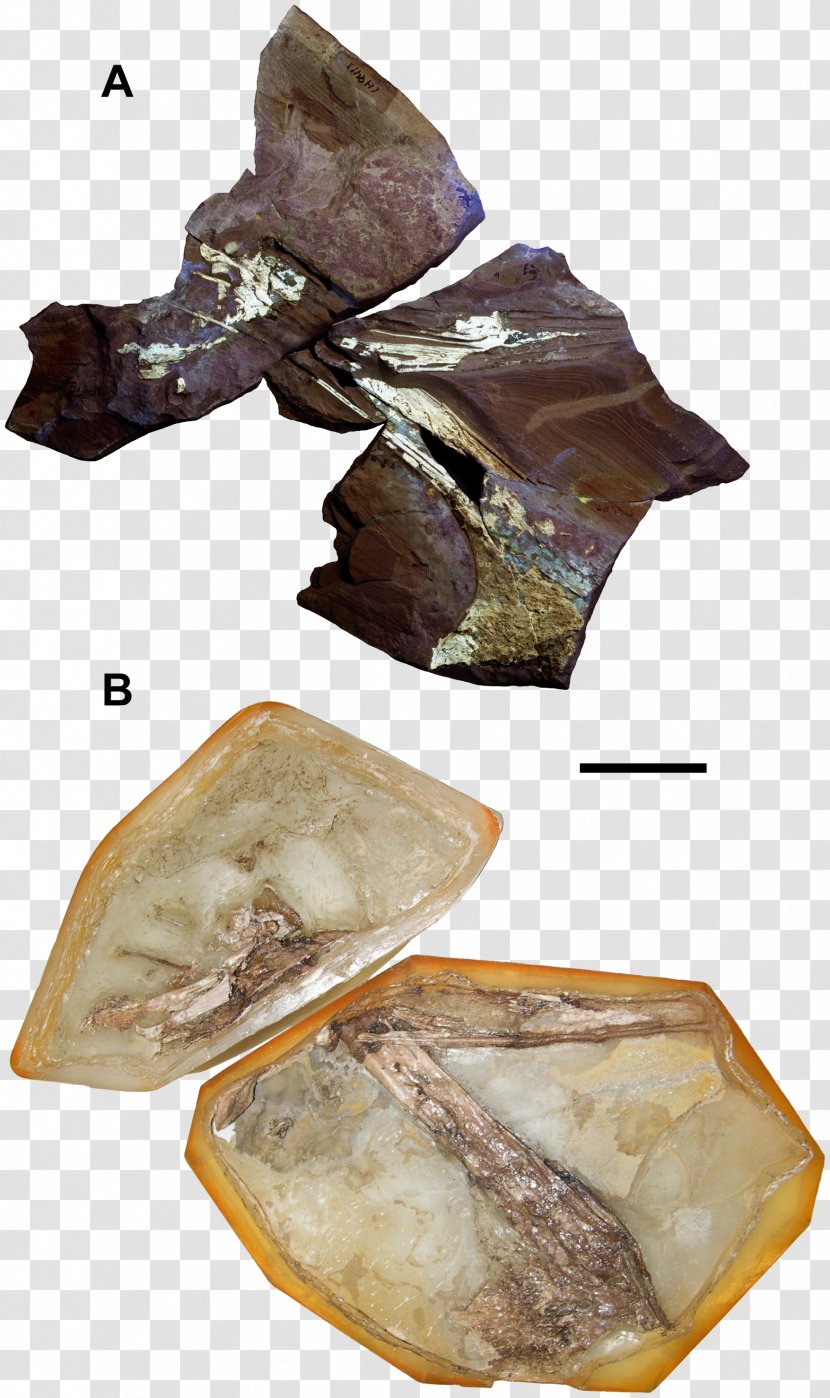 Tapejara Sinopterus Thalassodromeus Europejara Aptian - Pterosaurs - Early Cretaceous Transparent PNG