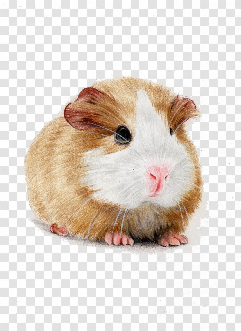 Skinny Pig Hamster Illustration - Rodent - Hand-painted Guinea Pigs Transparent PNG