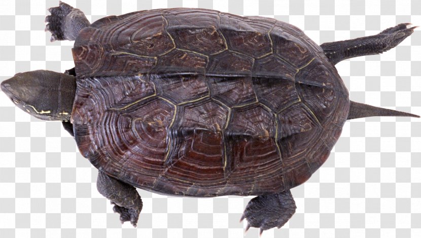 Chinese Softshell Turtle Trionychidae Reptile Pond - Geoemydidae Transparent PNG