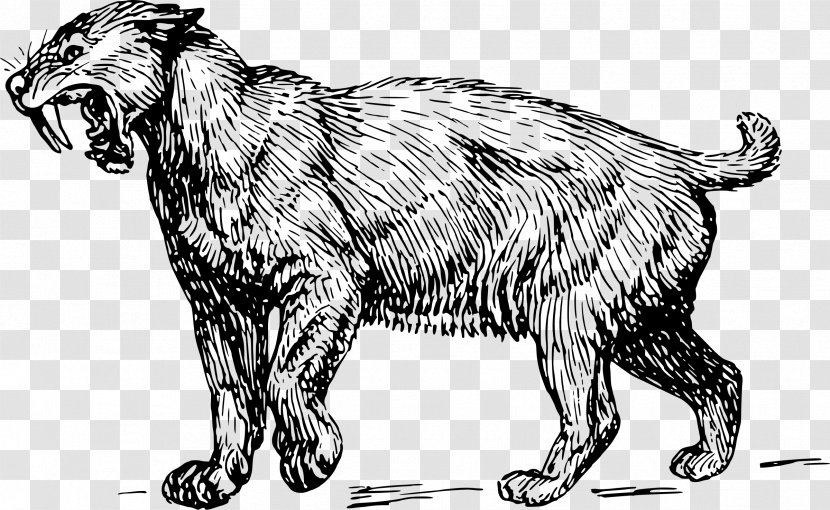 Felidae Saber-toothed Cat Wildcat Clip Art - Small To Medium Sized Cats - Tiger Transparent PNG