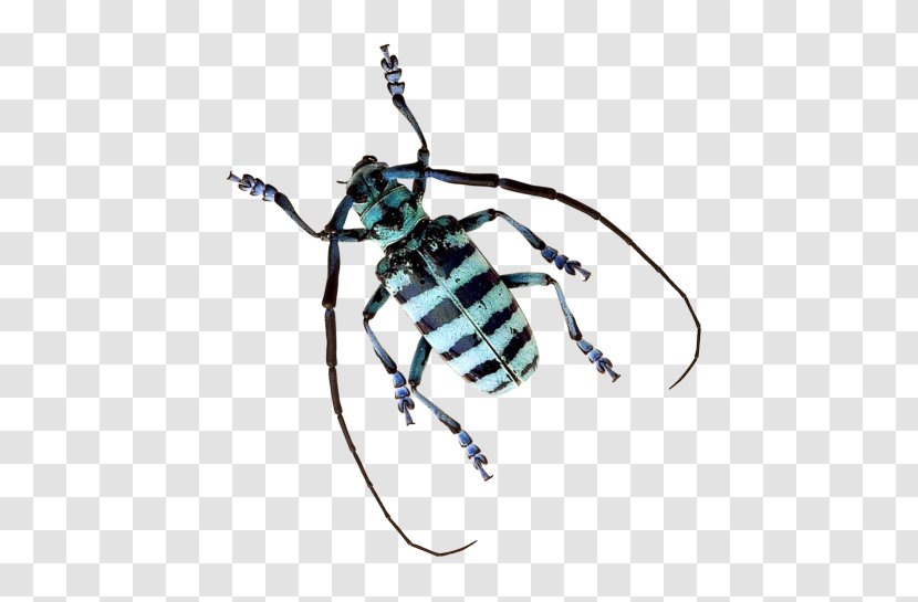 Japanese Rhinoceros Beetle Arthropod Ant Insect Wing - Darkling Beetles Transparent PNG