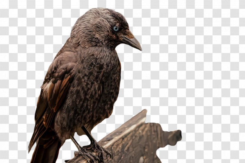 Bird Raven Crow Beak Crow-like - Crowlike - Fish Perching Transparent PNG
