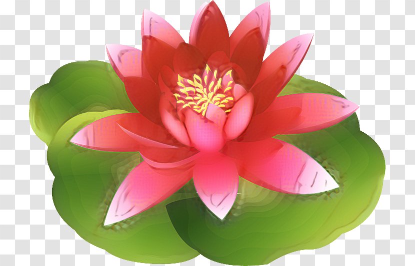Nymphaea Nelumbo Pink M Lotus-m - Sacred Lotus Transparent PNG