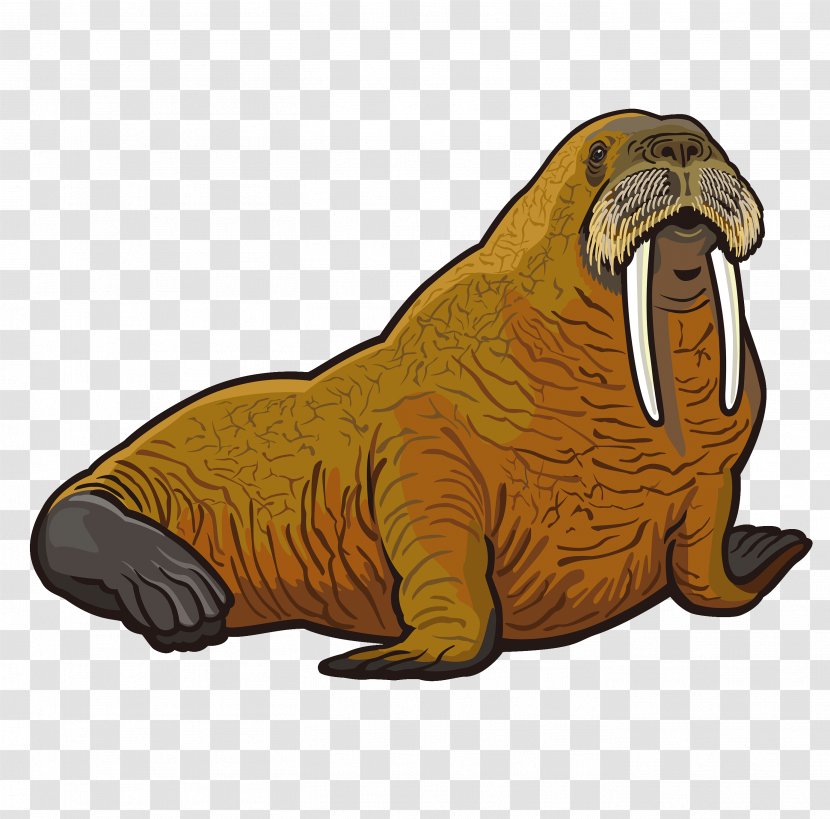 Walrus Stock Photography Clip Art - Royalty Free - Hand-painted Animal Transparent PNG