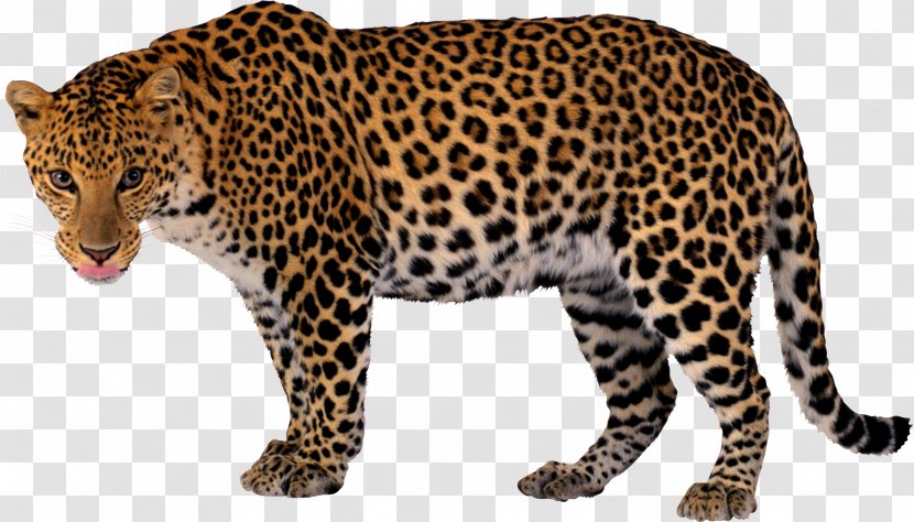 Leopard Jaguar Cheetah Clip Art Transparent PNG