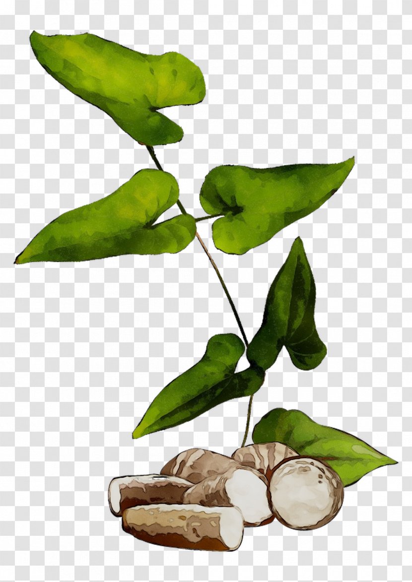 Plant Stem Leaf Fruit Tree Plants - Flowering Transparent PNG