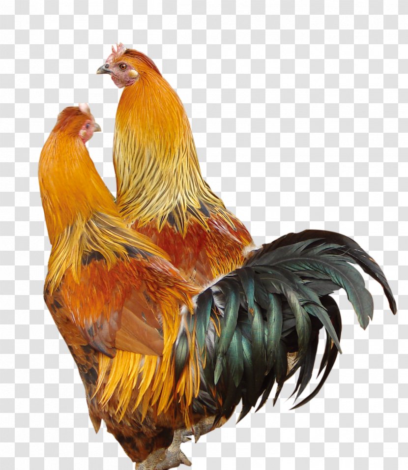 Silkie Rooster Poultry - Cock Transparent PNG