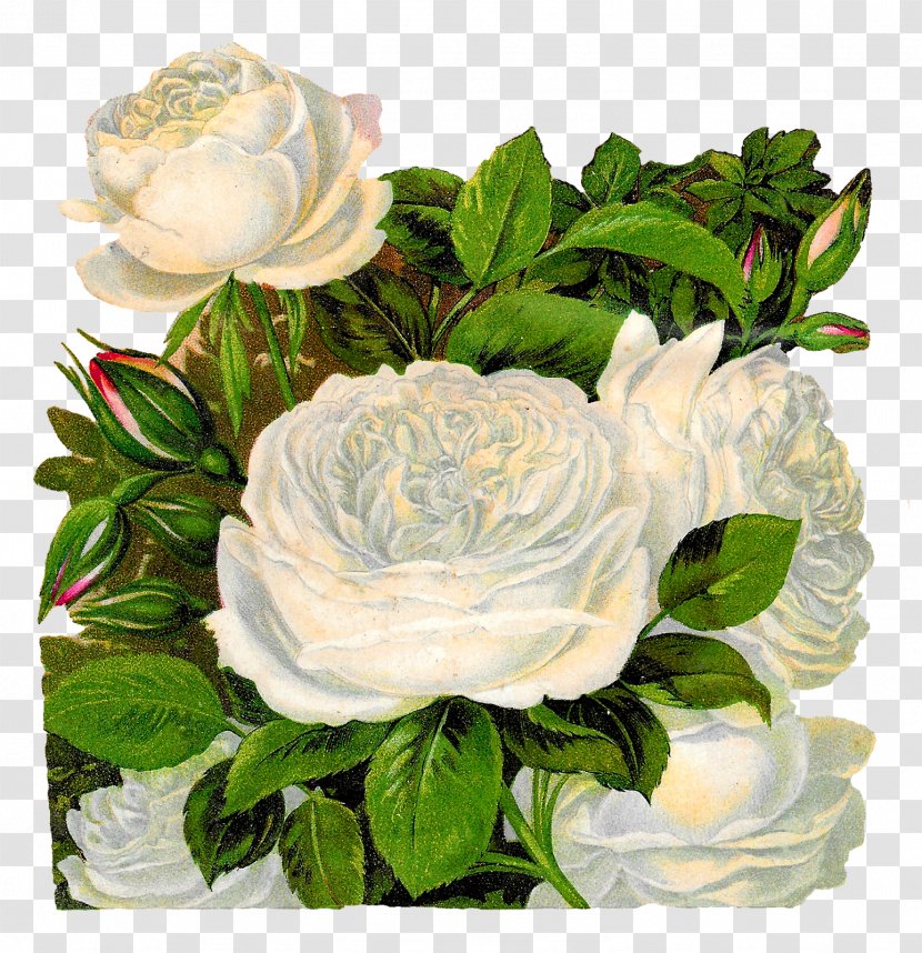 Flower Garden Roses Clip Art - Rose Family - White Transparent PNG