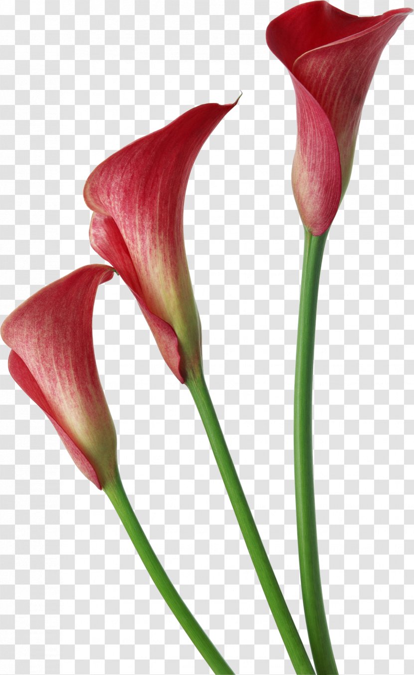 Arum-lily Callalily Flower Clip Art - Arum Family Transparent PNG